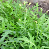 Arugula Seeds - Drought Resistant, Fast-Growing, Tender Leaves for Stir-Fries and Fresh Salads