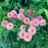 Pink Garden Zinnia Seeds - Long Blooming, Drought-Tolerant and Easy to Grow Garden Flowers