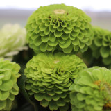 Green Envy Zinnia Seeds - Sturdy Stems, Ideal for Landscaping and Arrangements