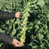 Brussels Sprouts Seeds - High Yield, Sweet Flavor, Nutritious Variety for Home Garden Planting