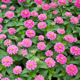 Pink Garden Zinnia Seeds - Long Blooming, Drought-Tolerant and Easy to Grow Garden Flowers