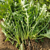 Arugula Seeds - Drought Resistant, Fast-Growing, Tender Leaves for Stir-Fries and Fresh Salads