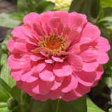 Pink Garden Zinnia Seeds - Long Blooming, Drought-Tolerant and Easy to Grow Garden Flowers