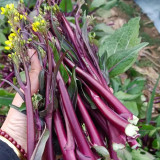 'Bright Red 65' Flowering Stalk Seeds - Medium-Early Maturing, Bright Purple, Successive Harvest