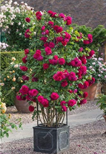 Climbing Rose Seeds Tree Seed Perennial Colorful Rosa Flower Fragrant (Color: 14)