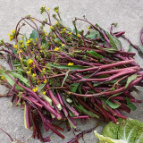 'Bright Red 65' Flowering Stalk Seeds - Medium-Early Maturing, Bright Purple, Successive Harvest