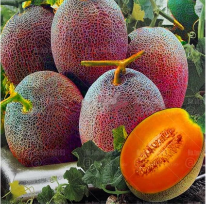 Cantaloupe Seed Rare Species red Cantaloupe Super Sweet Melon Fruit (Color: Mixed)