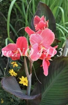 Dwarf Seeds Canna Lily Outdoor Tropical Bronze Scarlet Foliage Perennial (Color: 6)
