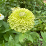 Green Envy Zinnia Seeds - Sturdy Stems, Ideal for Landscaping and Arrangements
