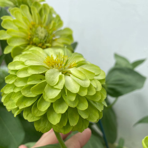 Green Envy Zinnia Seeds - Sturdy Stems, Ideal for Landscaping and Arrangements