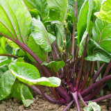 'Bright Red 65' Flowering Stalk Seeds - Medium-Early Maturing, Bright Purple, Successive Harvest
