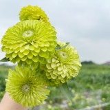 Green Envy Zinnia Seeds - Sturdy Stems, Ideal for Landscaping and Arrangements