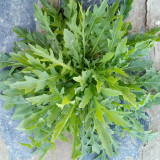 Arugula Seeds - Drought Resistant, Fast-Growing, Tender Leaves for Stir-Fries and Fresh Salads