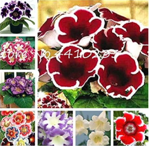 Colorful Gloxinia Bonsai Seeds for Home Garden Ornamental - (Color: Mix)