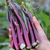 'Jiuhua' Flowering Stalk Seeds - F1 Hybrid, High-Yield, Continuous Harvest, Heat & Cold Tolerant