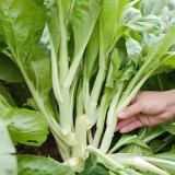 'Tender Sprout No.3' Choy Sum Seeds - Early Maturing & High Yield Variety