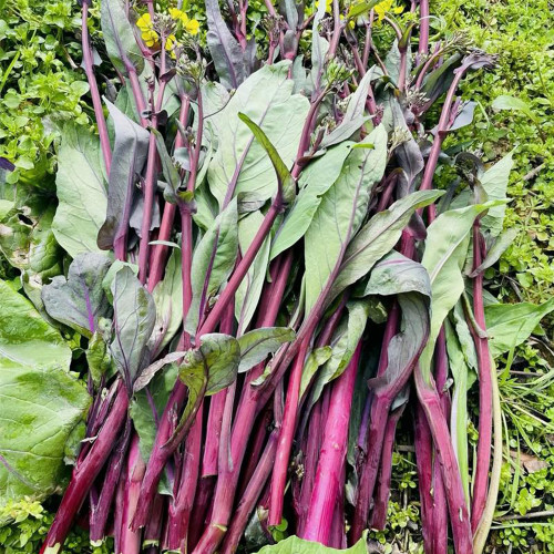 'Jiuhua' Flowering Stalk Seeds - F1 Hybrid, High-Yield, Continuous Harvest, Heat & Cold Tolerant