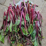 'Jiuhua' Flowering Stalk Seeds - F1 Hybrid, High-Yield, Continuous Harvest, Heat & Cold Tolerant