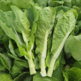 'Tender Sprout No.3' Choy Sum Seeds - Early Maturing & High Yield Variety