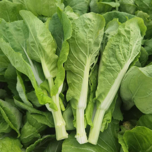'Tender Sprout No.3' Choy Sum Seeds - Early Maturing & High Yield Variety