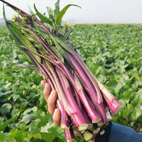 'Jiuhua' Flowering Stalk Seeds - F1 Hybrid, High-Yield, Continuous Harvest, Heat & Cold Tolerant