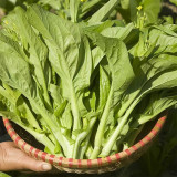 'Tender Sprout No.3' Choy Sum Seeds - Early Maturing & High Yield Variety