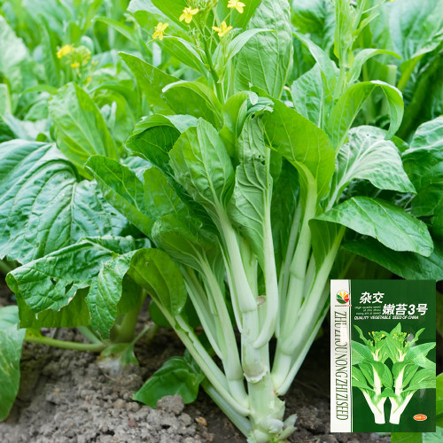'Tender Sprout No.3' Choy Sum Seeds - Early Maturing & High Yield Variety