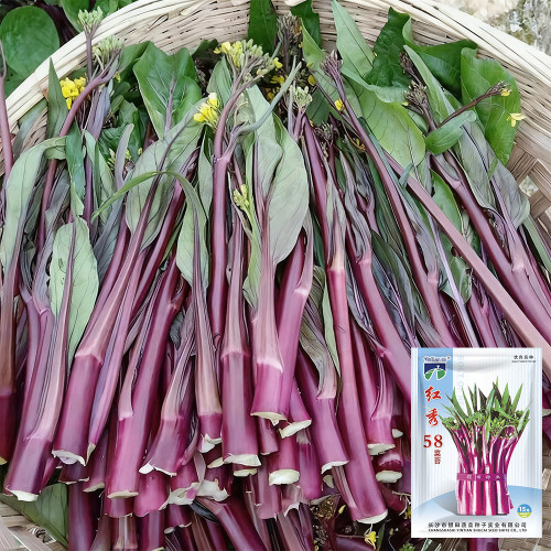 'Hongxiu 58' Flowering Stalk Seeds - Early Maturing, High Yield, Strong Stress Tolerance, Reliable Harvests