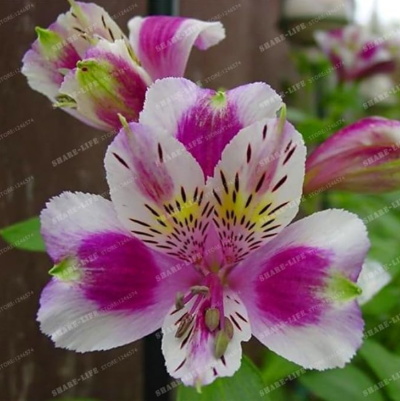 Alstroemeria Seed Peruvian Lily Alstroemeria Inca Bandit- Princess Lily (Color: 7)