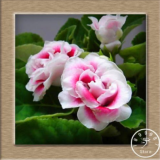 Gloxinia Garden Perennial Flowering Seeds (Color: 7)
