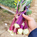 'Jiuhua' Flowering Stalk Seeds - F1 Hybrid, High-Yield, Continuous Harvest, Heat & Cold Tolerant