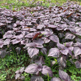 Large-Leaf Perilla Seeds - Easy to Grow, Heat & Disease Resistant for Sunny Gardens & Containers