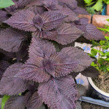 Large-Leaf Perilla Seeds - Easy to Grow, Heat & Disease Resistant for Sunny Gardens & Containers