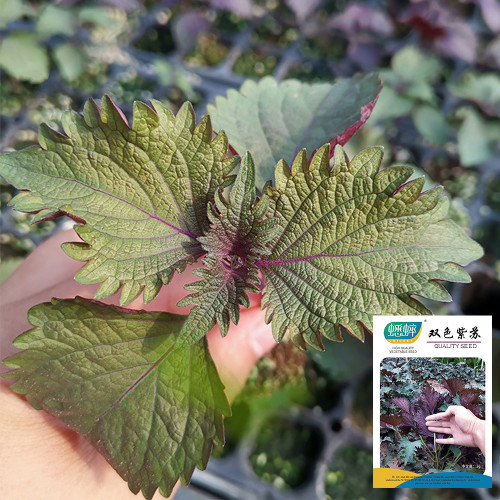 Bicolor Perilla Seeds - Easy to Grow, Fast Germinating, Ornamental & Culinary Herb for Garden