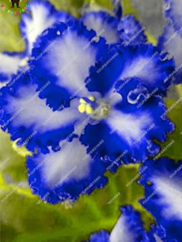 African Violet Seeds Pot Perennial Flowers
