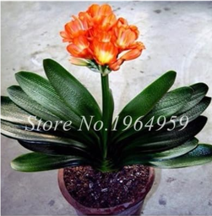 Colorful Clivia Seed Beautiful Flower for Home & Garden - (Color: 2)