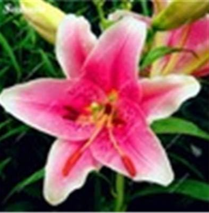 Garland Flame Lilium Brownii Flower Seeds (Color: 1)