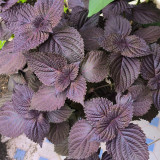 Large-Leaf Perilla Seeds - Easy to Grow, Heat & Disease Resistant for Sunny Gardens & Containers