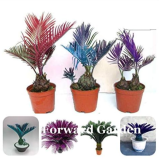 Mixed Cycas Seeds Sago Palm for Home Garden - (Color: 17)