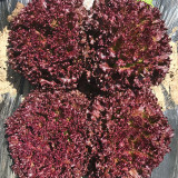 'Jinghong-1' Loose-leaf Lettuce Seeds - Early Maturing, Robust Flavor, Ideal for Salads