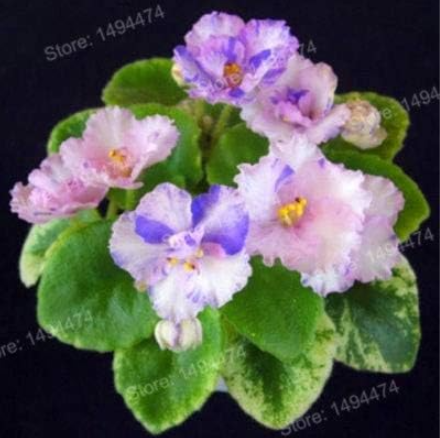 Mini African Violet Seeds Perennial Herb Matthiola Incana - (Color: Clear)
