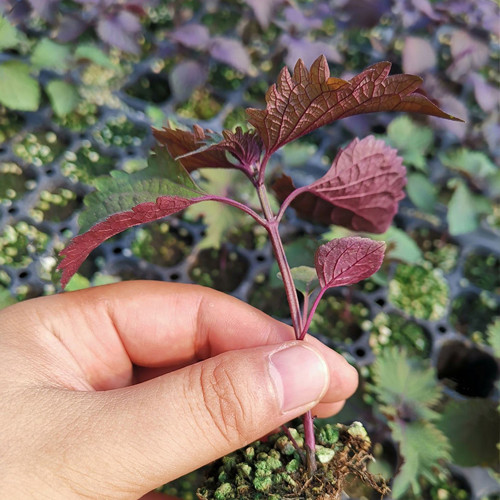 Bicolor Perilla Seeds - Easy to Grow, Fast Germinating, Ornamental & Culinary Herb for Garden