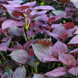 Large-Leaf Perilla Seeds - Easy to Grow, Heat & Disease Resistant for Sunny Gardens & Containers