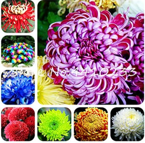 China Mother Seed Chrysanthemum Aster Flower (Color: Mix)