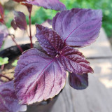 Large-Leaf Perilla Seeds - Easy to Grow, Heat & Disease Resistant for Sunny Gardens & Containers