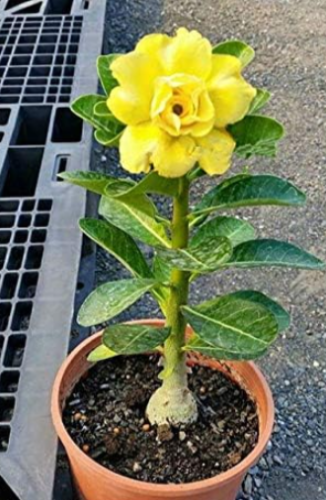Desert Rose Flower adenium obesum Seeds (Color: 20)