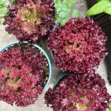 'Jinghong-1' Loose-leaf Lettuce Seeds - Early Maturing, Robust Flavor, Ideal for Salads