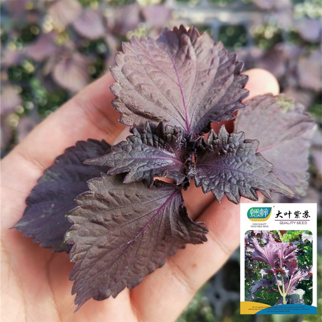 Large-Leaf Perilla Seeds - Easy to Grow, Heat & Disease Resistant for Sunny Gardens & Containers