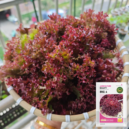 'Jinghong-1' Loose-leaf Lettuce Seeds - Early Maturing, Robust Flavor, Ideal for Salads
