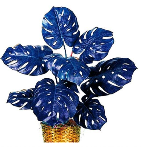 Colorful Palm Turtle Leaves Seed Indoor Monstera Potted Plant
